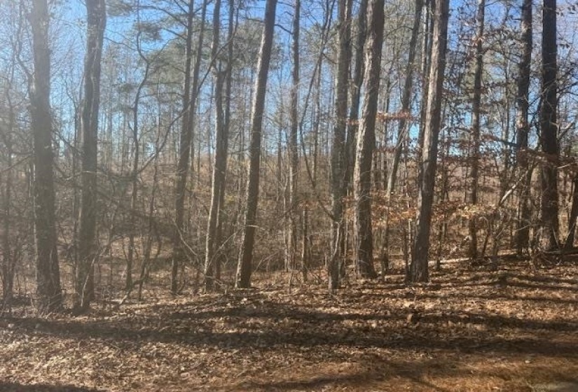 View of undeveloped land