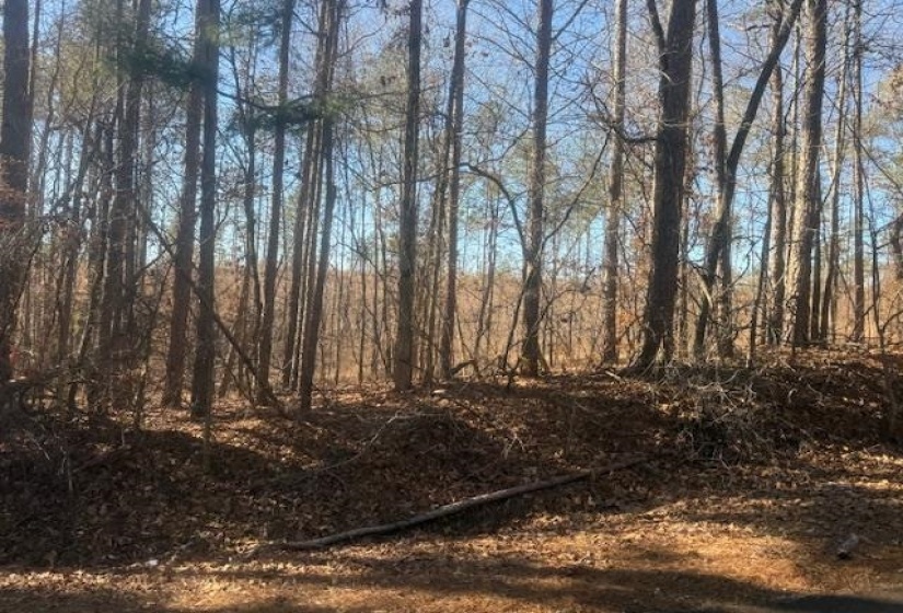 View of undeveloped land