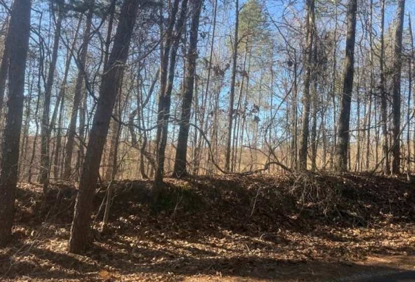 View of local wilderness