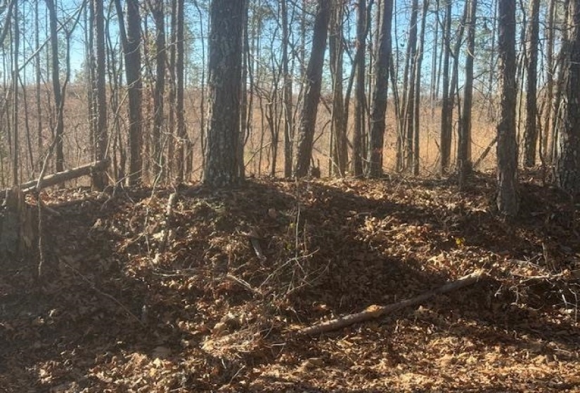 View of local wilderness