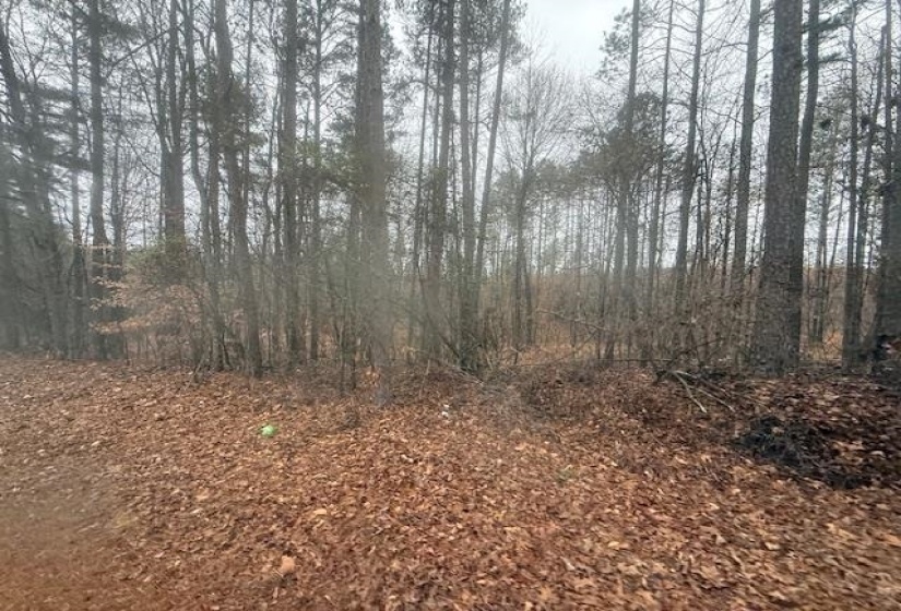 View of local wilderness