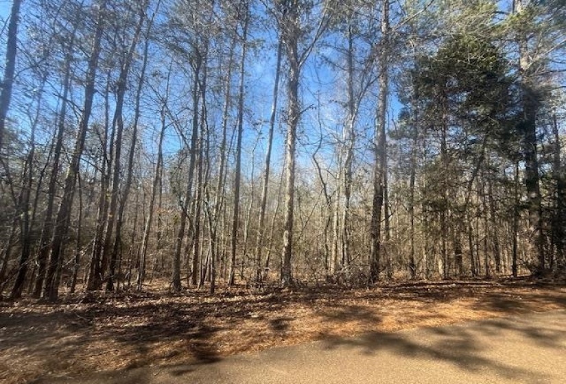 View of undeveloped land