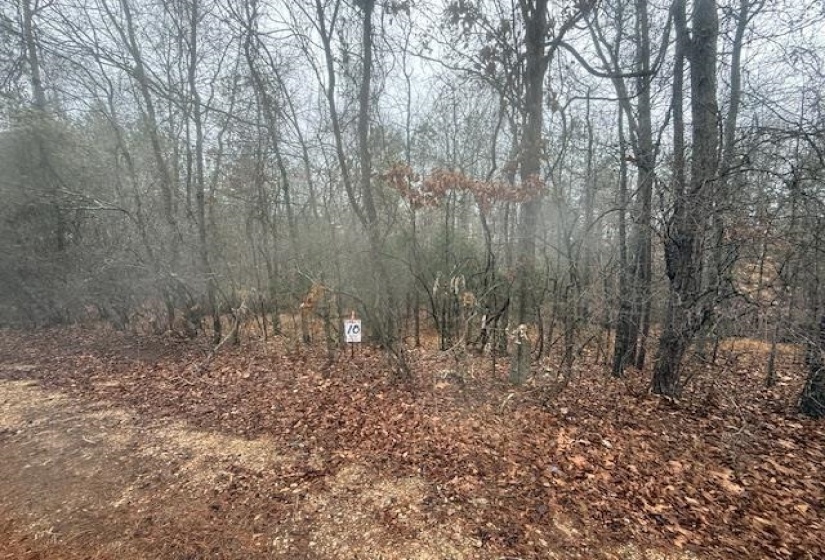 View of local wilderness