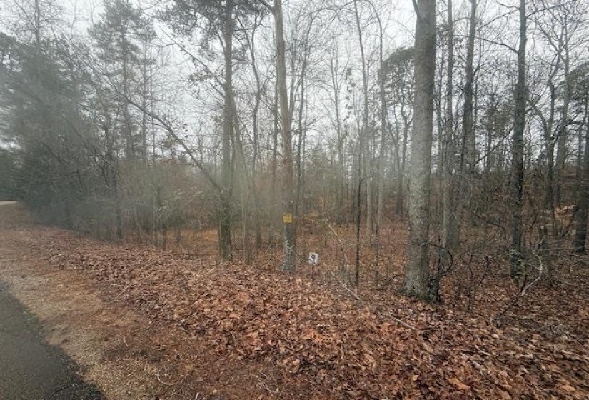 View of local wilderness