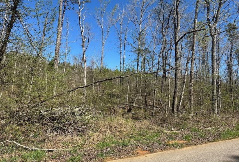View of tree filled area