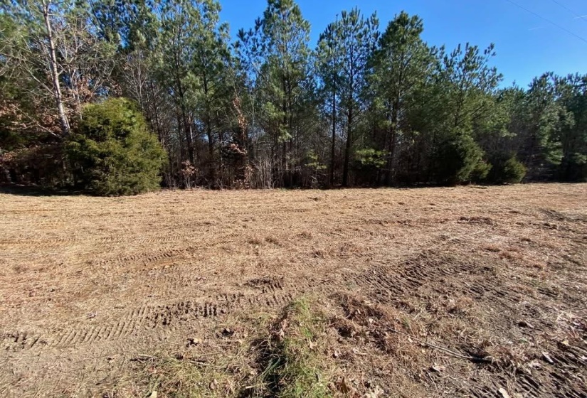View of local wilderness