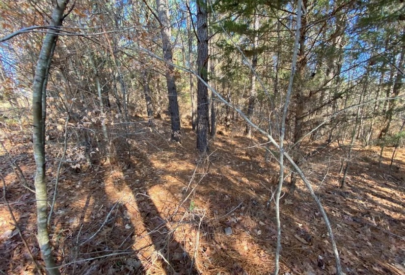 View of local wilderness