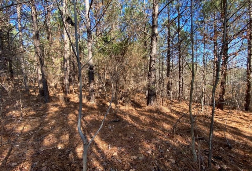View of undeveloped land