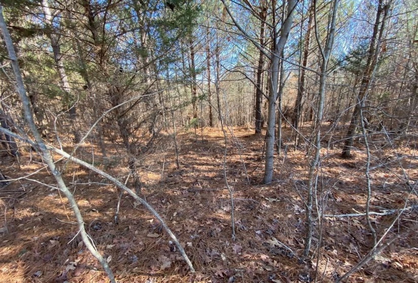 View of undeveloped land
