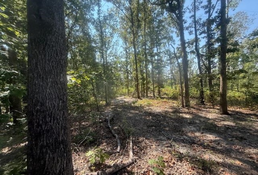 View of wooded area