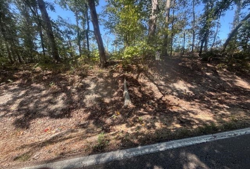 View of local wilderness