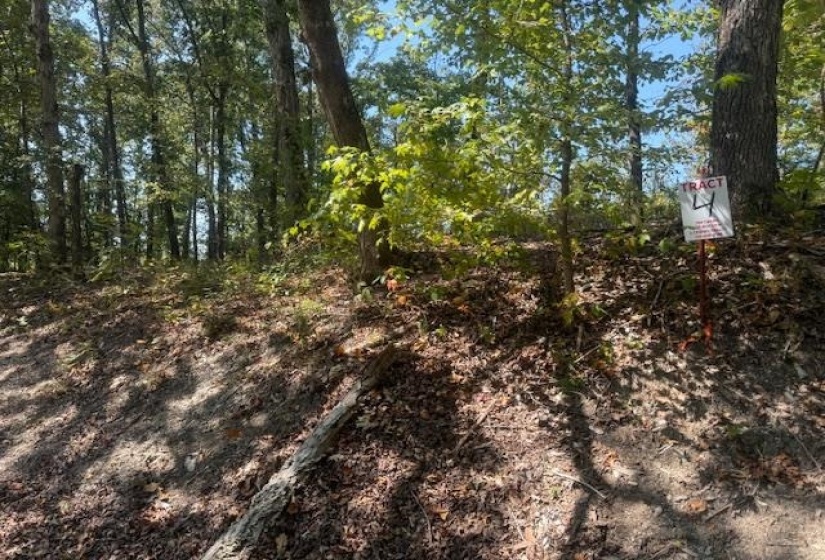 View of undeveloped land