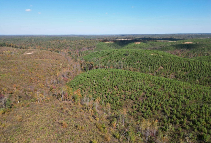 Drone / aerial view of a forest