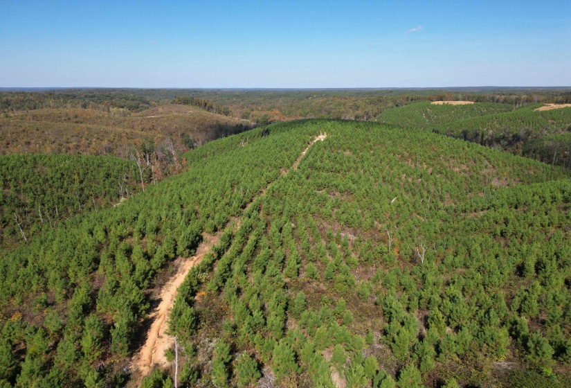 Aerial view of a forest