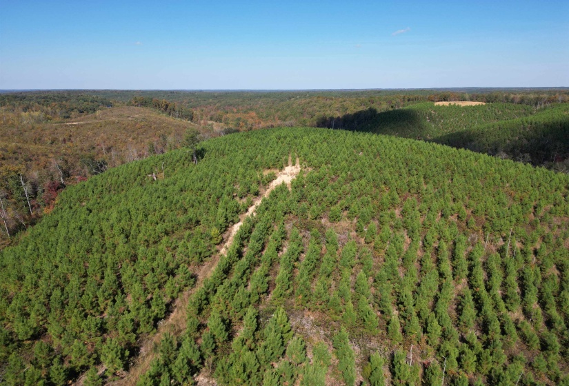 Aerial view of a forest
