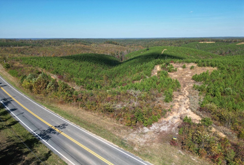 Aerial view of a forest