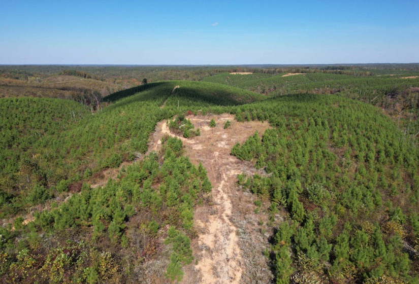 Bird's eye view of a heavily wooded area