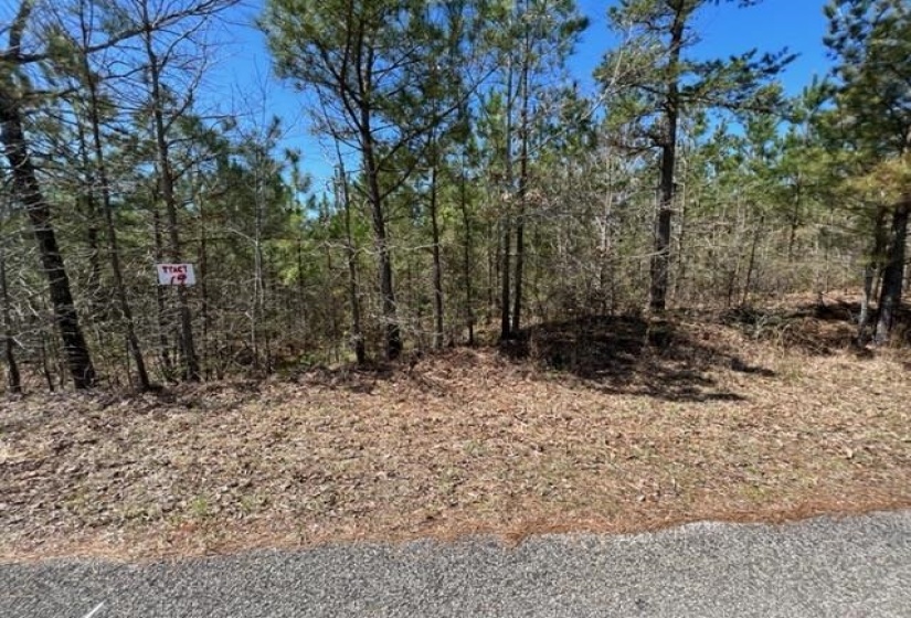 View of local wilderness