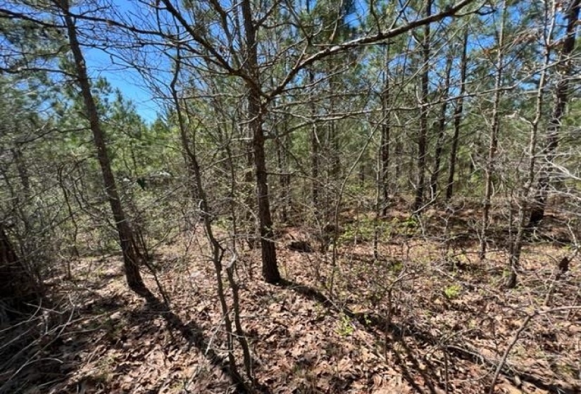 View of local wilderness