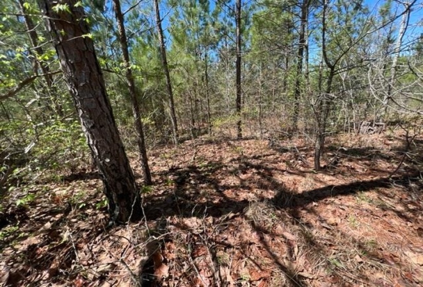 View of local wilderness