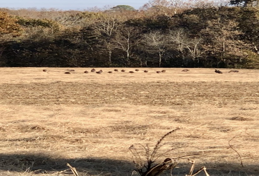 0 OLD BROWNSVILLE RD, Somerville, Tennessee 38068, ,Land,For Sale,OLD BROWNSVILLE,10213807