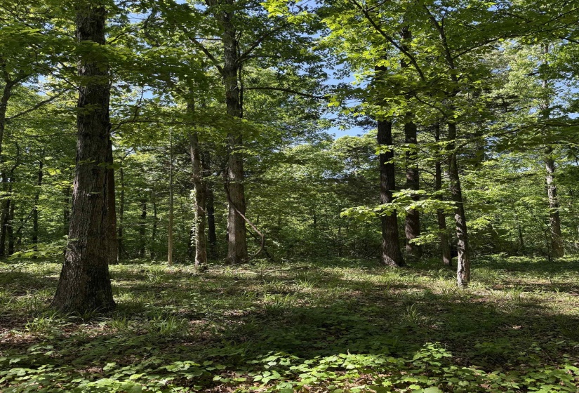 0 OLD BROWNSVILLE RD, Somerville, Tennessee 38068, ,Land,For Sale,OLD BROWNSVILLE,10213807