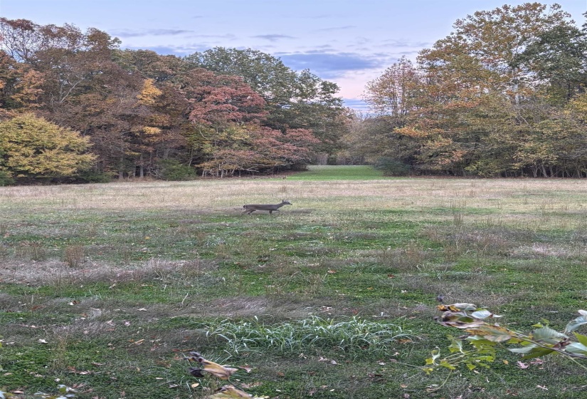 0 OLD BROWNSVILLE RD, Somerville, Tennessee 38068, ,Land,For Sale,OLD BROWNSVILLE,10213807