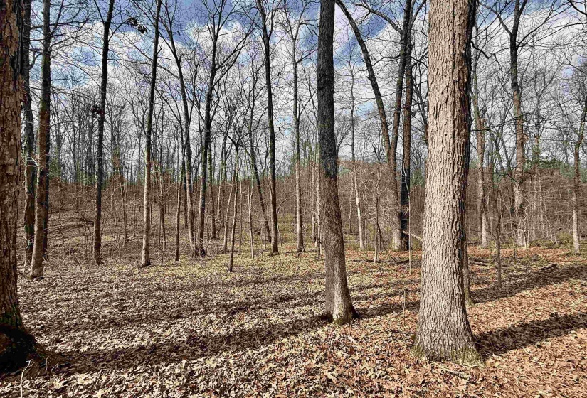 0 OLD BROWNSVILLE RD, Somerville, Tennessee 38068, ,Land,For Sale,OLD BROWNSVILLE,10213807