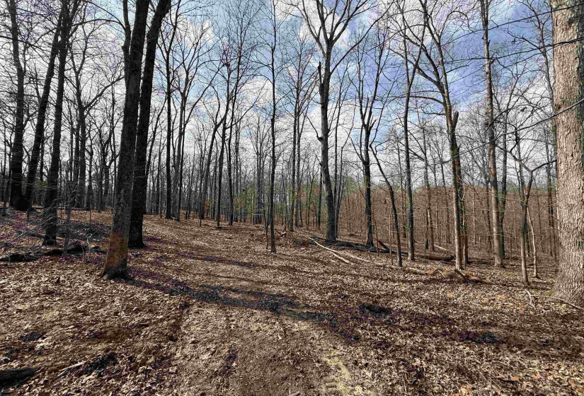 0 OLD BROWNSVILLE RD, Somerville, Tennessee 38068, ,Land,For Sale,OLD BROWNSVILLE,10213807