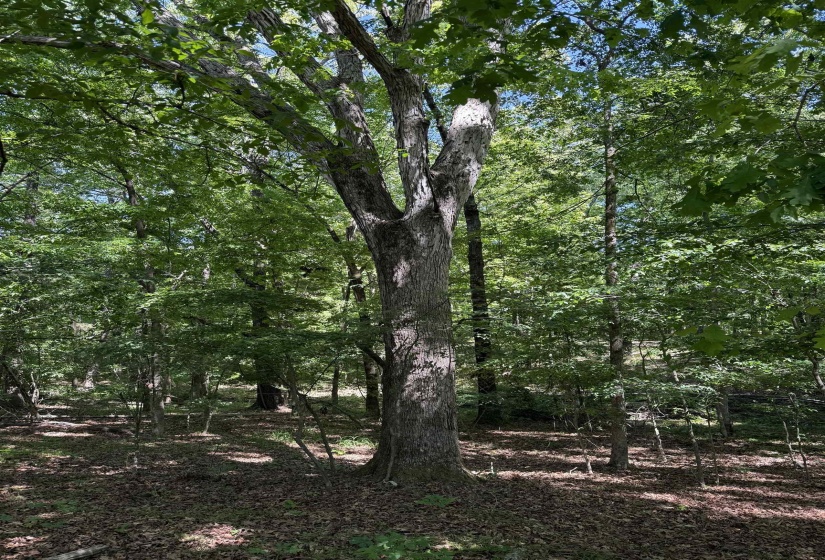 0 OLD BROWNSVILLE RD, Somerville, Tennessee 38068, ,Land,For Sale,OLD BROWNSVILLE,10213807