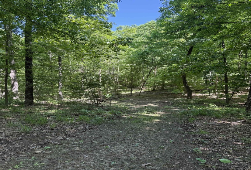 0 OLD BROWNSVILLE RD, Somerville, Tennessee 38068, ,Land,For Sale,OLD BROWNSVILLE,10213807