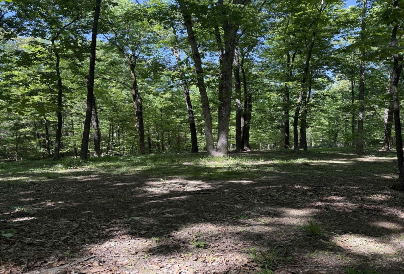 0 OLD BROWNSVILLE RD, Somerville, Tennessee 38068, ,Land,For Sale,OLD BROWNSVILLE,10213807