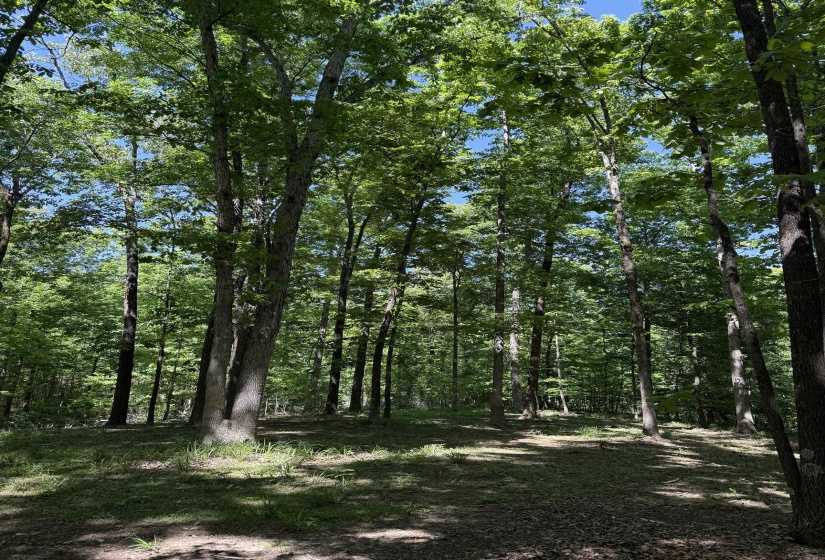 0 OLD BROWNSVILLE RD, Somerville, Tennessee 38068, ,Land,For Sale,OLD BROWNSVILLE,10213807