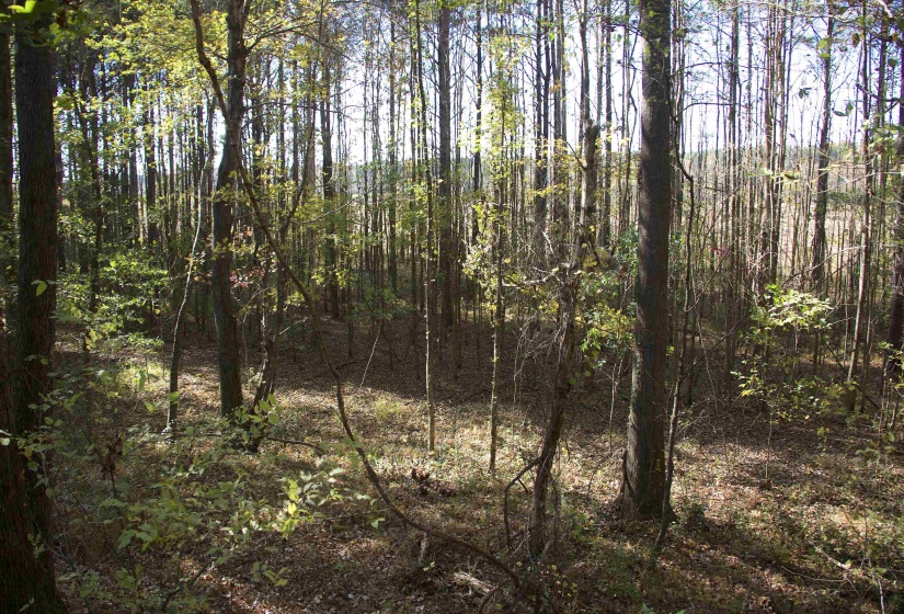 1761 CR-126 RD, Walnut, Mississippi 38683, ,Land,For Sale,CR-126,10214002