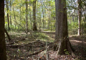 1761 CR-126 RD, Walnut, Mississippi 38683, ,Land,For Sale,CR-126,10214002 1761 CR-126 RD, Walnut, Mississippi 38683, ,Land,For Sale,CR-126,10214002