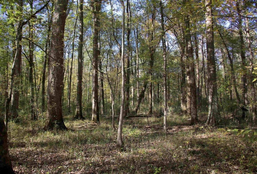 1761 CR-126 RD, Walnut, Mississippi 38683, ,Land,For Sale,CR-126,10214002