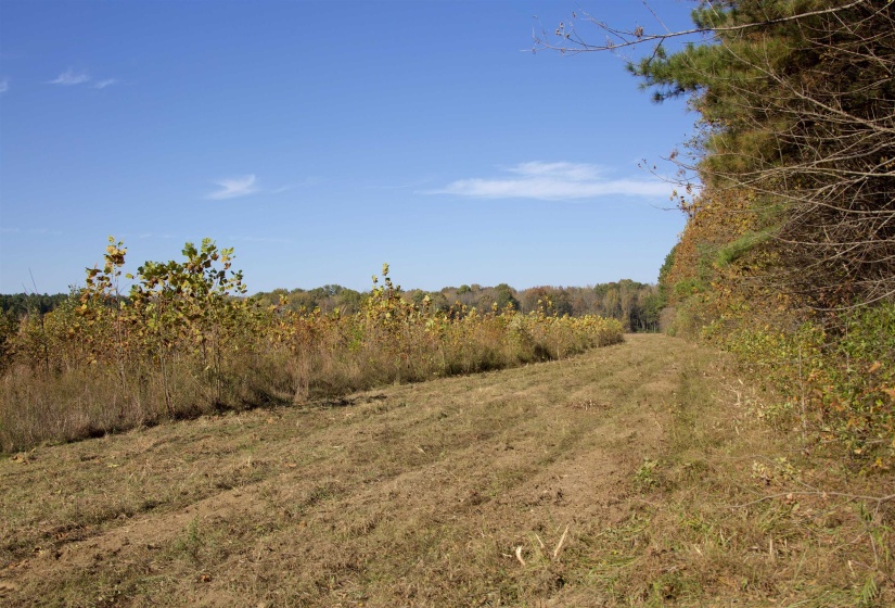 1761 CR-126 RD, Walnut, Mississippi 38683, ,Land,For Sale,CR-126,10214002
