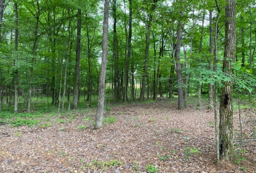 330 LICK CREEK RD, Michie, Tennessee 38357, 0 , 0 ,0,Land,For Sale,LICK CREEK,0,10196014