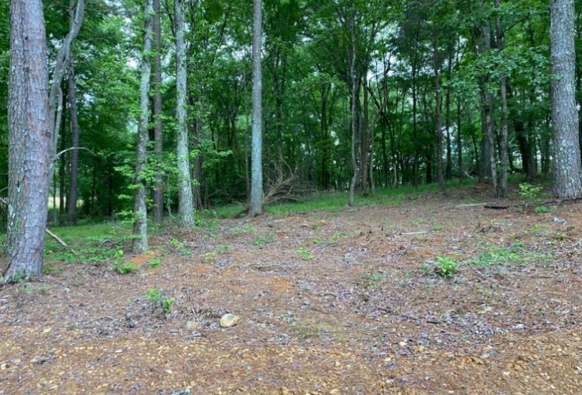 330 LICK CREEK RD, Michie, Tennessee 38357, 0 , 0 ,0,Land,For Sale,LICK CREEK,0,10196014