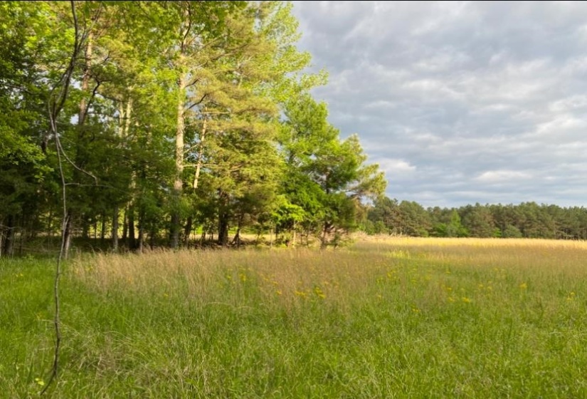 330 LICK CREEK RD, Michie, Tennessee 38357, 0 , 0 ,0,Land,For Sale,LICK CREEK,0,10196014