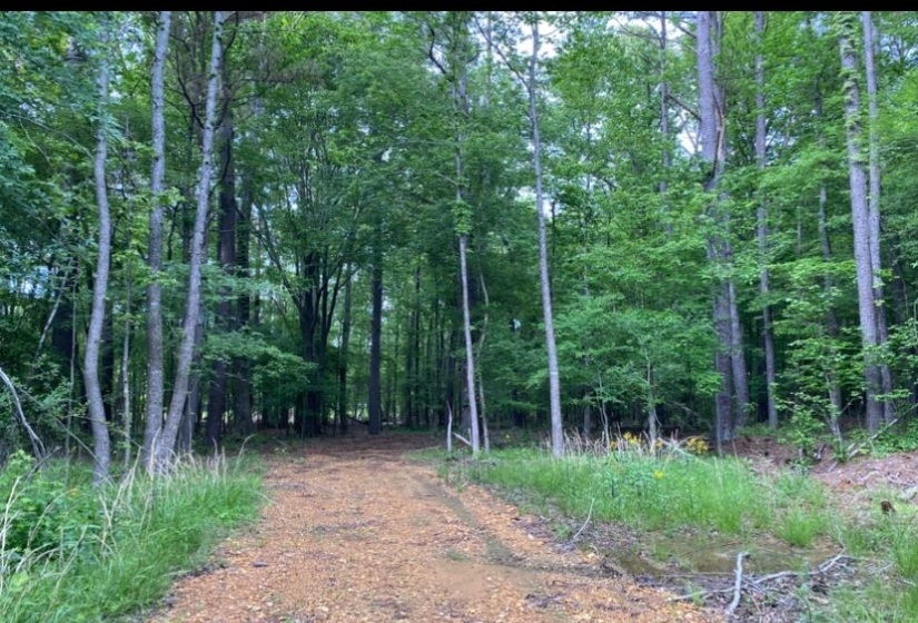 330 LICK CREEK RD, Michie, Tennessee 38357, 0 , 0 ,0,Land,For Sale,LICK CREEK,0,10196014