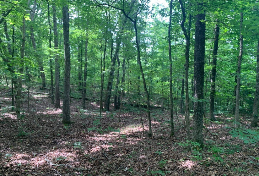 CANDY LN, Stantonville, Tennessee 38379, ,Land,For Sale,CANDY,10199196