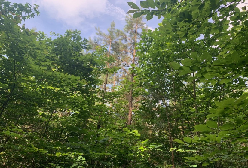 CANDY LN, Stantonville, Tennessee 38379, ,Land,For Sale,CANDY,10199196