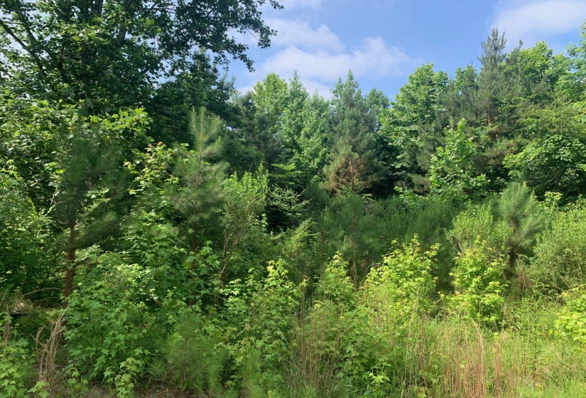 CANDY LN, Stantonville, Tennessee 38379, ,Land,For Sale,CANDY,10199196