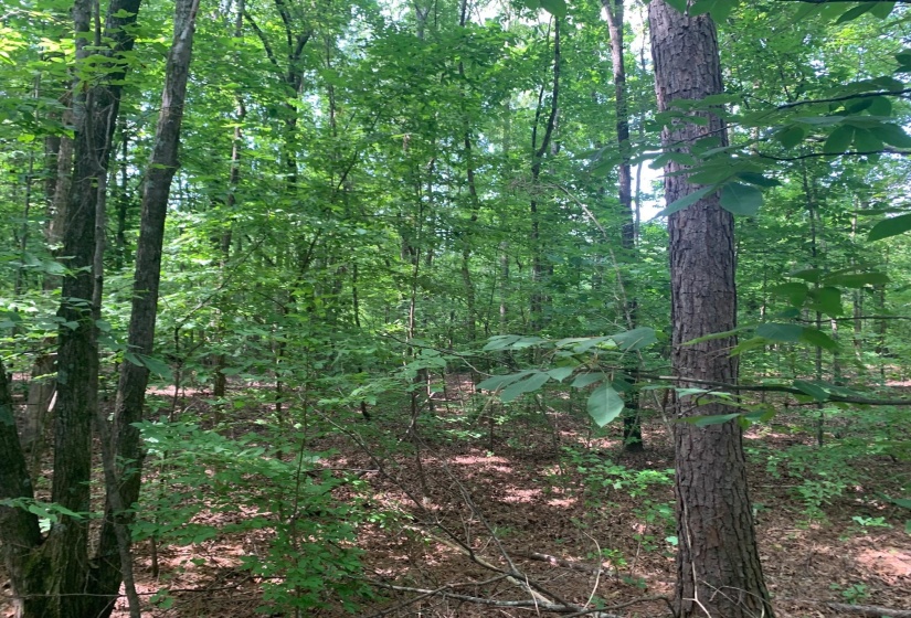 CANDY LN, Stantonville, Tennessee 38379, ,Land,For Sale,CANDY,10199196