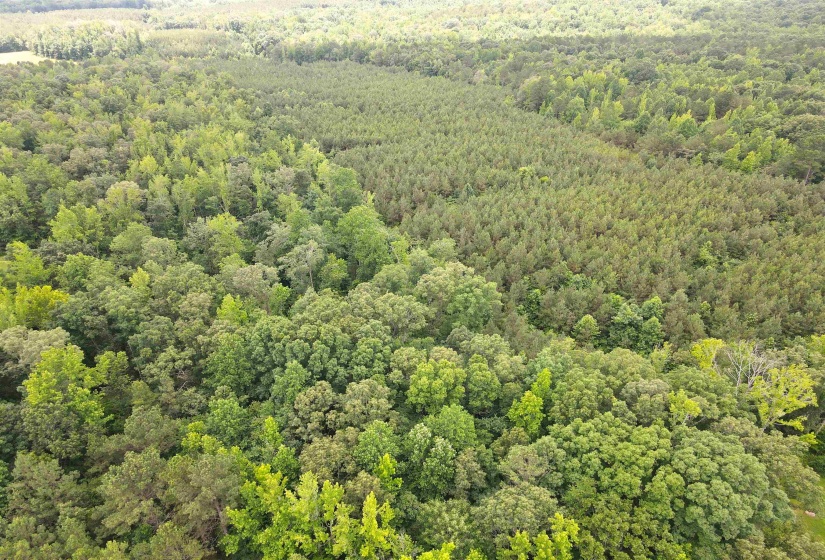 CANDY LN, Stantonville, Tennessee 38379, ,Land,For Sale,CANDY,10199196