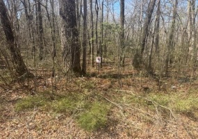 TRACT 9 HWY 22A HWY, Jacks Creek, Tennessee 38347, ,Land,For Sale,HWY 22A,10217059 TRACT 9 HWY 22A HWY, Jacks Creek, Tennessee 38347, ,Land,For Sale,HWY 22A,10217059