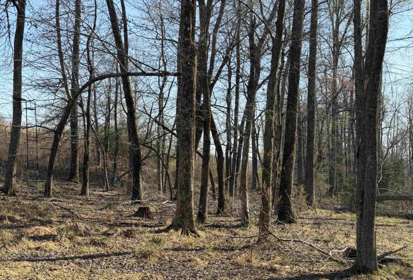 1 MARSHALL DR, Morris Chapel, Tennessee 38361, 0 , 0 ,0,Land,For Sale,MARSHALL,0,10217439