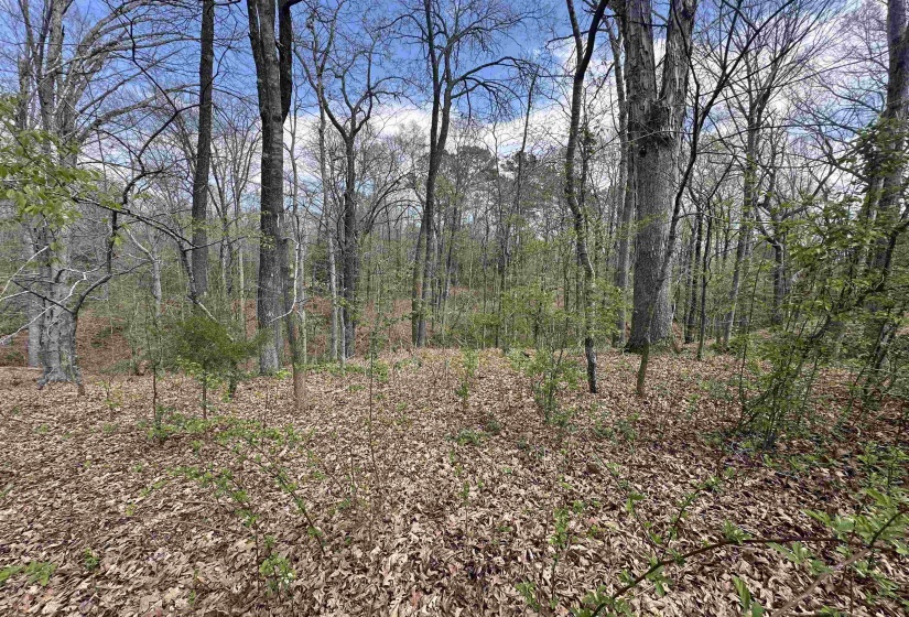 0 SHELBY LN, Bolivar, Tennessee 38008, ,Land,For Sale,SHELBY,10217474