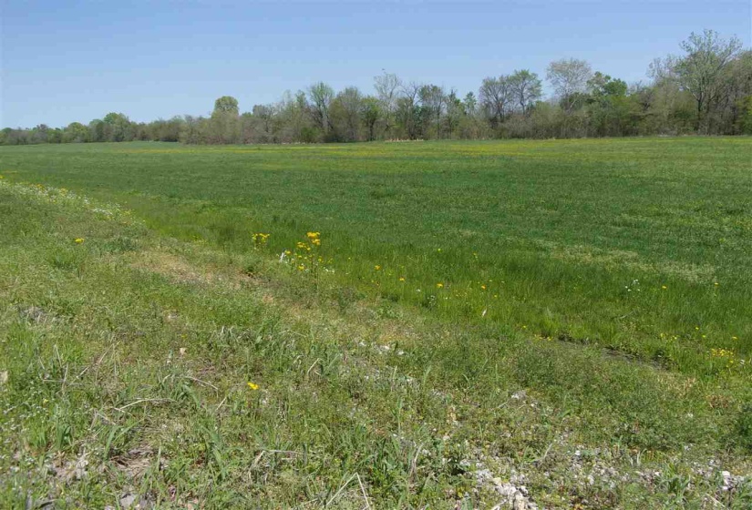 000 LOVELACE CROSSING RD, Henning, Tennessee 38041, 0 , 0 ,0,Land,For Sale,LOVELACE CROSSING,0,10217624